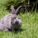 5 Cosas Interesantes En Un Conejo