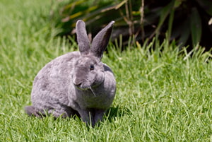 5 Cosas Interesantes En Un Conejo