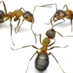 Ant Picture