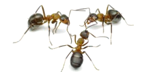 Ants