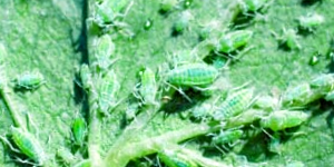 Aphids