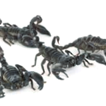 Black Scorpion
