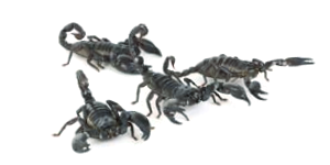 Black Scorpion