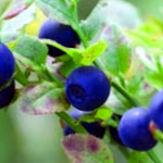 Blueberries