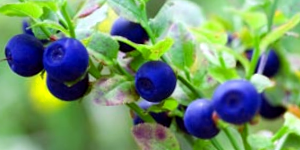 Blueberries