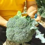 Broccoli