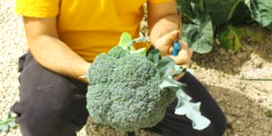 Broccoli