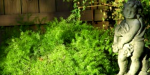 Bush