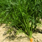 Carrot Plantation