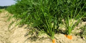 Carrot Plantation