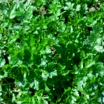 Cilantro