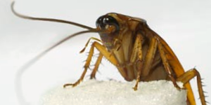 Cockroach
