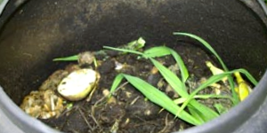Compost Bin