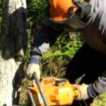 Cutting Trees