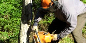 Cutting Trees