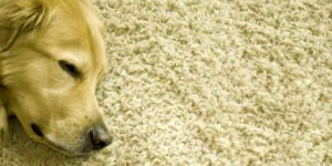 Dog And Carpet