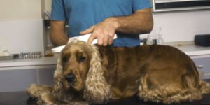 Dog Flea Control