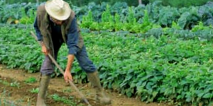 Farmer