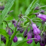 Flower Buds