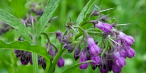 Flower Buds