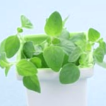 Fresh Oregano