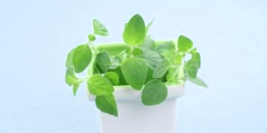 Fresh Oregano