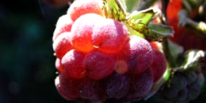 Fresh Raspberry