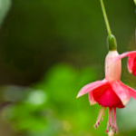 Fuschia