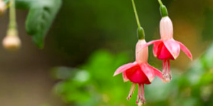 Fuschia