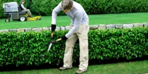 Garden Trimming