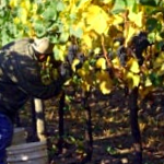 Grape Vines