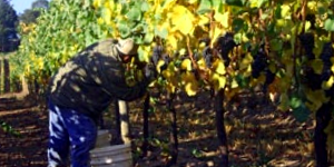Grape Vines