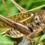 Grasshopper
