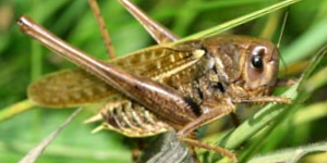 Grasshopper