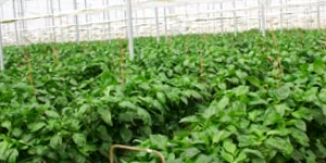 Green Garden