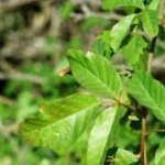Green Leaves