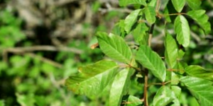 Green Leaves