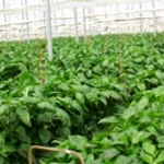 Greenhouse