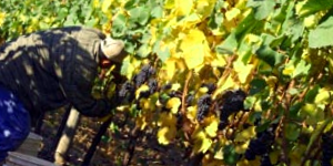 Growing Grapes 1