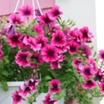 Hanging Potted Plant