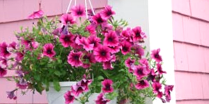Hanging Potted Plant