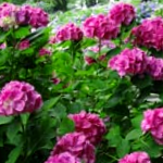 Hydrangeas