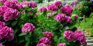 Hydrangeas