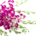 Lilac Orchids
