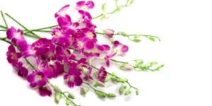Lilac Orchids