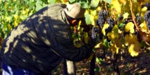 Man Harvesting Grapes