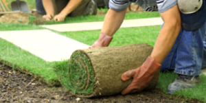 Man Laying Sod For Lawn