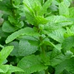 Mint Plants