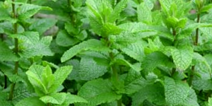 Mint Plants