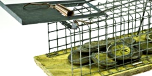 Mouse Trap Photo